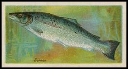 03PFW Salmon.jpg